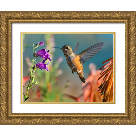 Broad Tailed Hummingbird Gold Ornate Wood Framed Art Print with Double Matting by Fitzharris, Tim