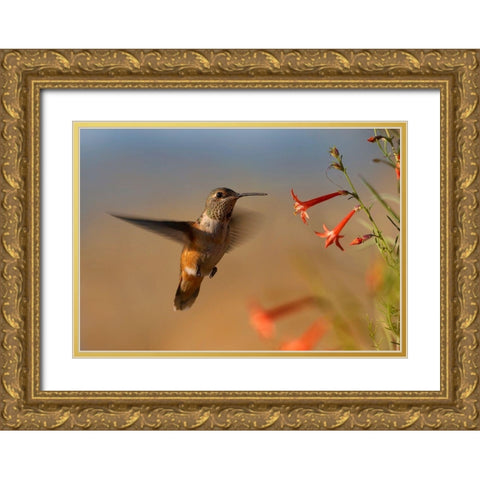 Broad Tailed Hummingbird Gold Ornate Wood Framed Art Print with Double Matting by Fitzharris, Tim