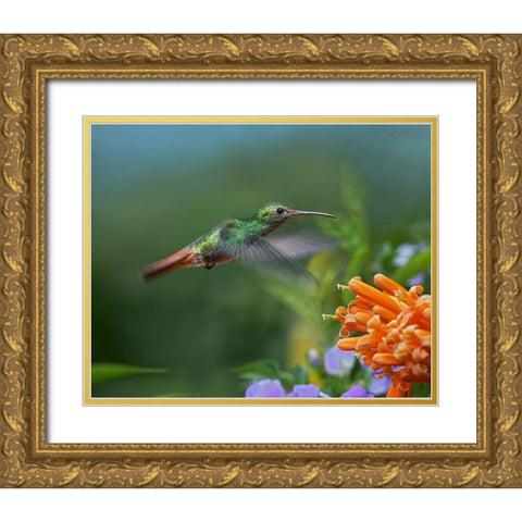 Rufous Tailed Hummingbird at Flame Vine Gold Ornate Wood Framed Art Print with Double Matting by Fitzharris, Tim