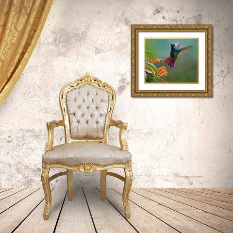 Green Breasted Mango Hummingbird at Flame Vine Gold Ornate Wood Framed Art Print with Double Matting by Fitzharris, Tim