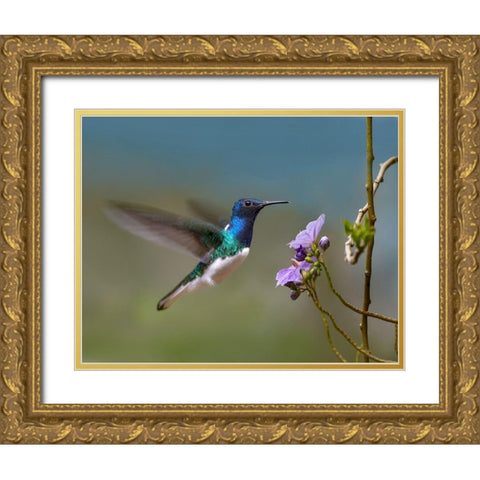 White Necked Jacobin Hummingbird Gold Ornate Wood Framed Art Print with Double Matting by Fitzharris, Tim