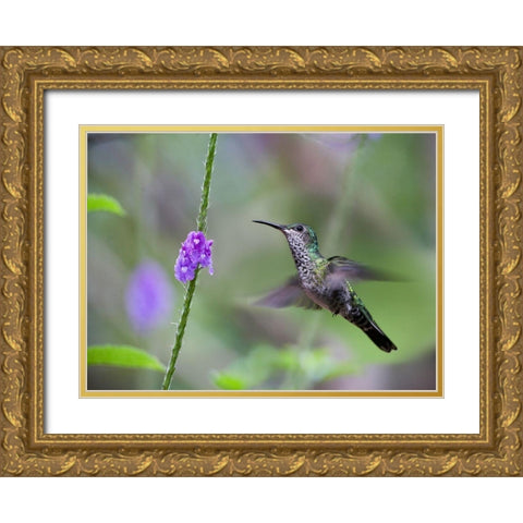 White Necked Jacobin Hummingbird Female at Porterweed Gold Ornate Wood Framed Art Print with Double Matting by Fitzharris, Tim
