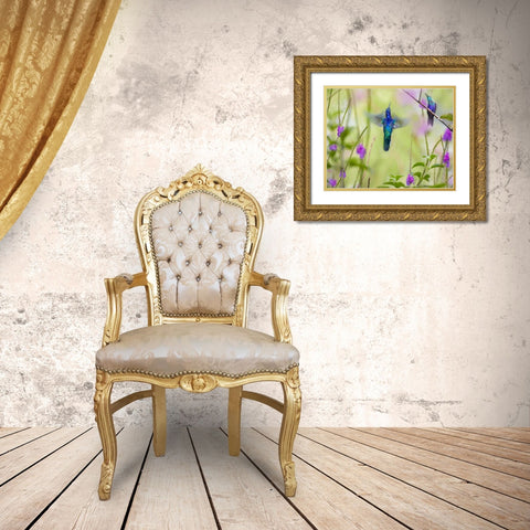 Violet Sabrewing and Crowned Woodnymph Hummingbirds Gold Ornate Wood Framed Art Print with Double Matting by Fitzharris, Tim