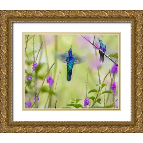 Violet Sabrewing and Crowned Woodnymph Hummingbirds Gold Ornate Wood Framed Art Print with Double Matting by Fitzharris, Tim