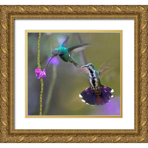 Green Breasted Mango Hummingbird  feeding on porterweed Gold Ornate Wood Framed Art Print with Double Matting by Fitzharris, Tim