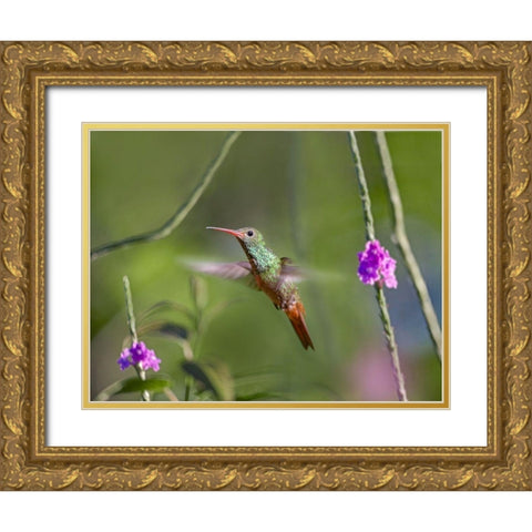 Rufous Tailed Hummingbird Gold Ornate Wood Framed Art Print with Double Matting by Fitzharris, Tim