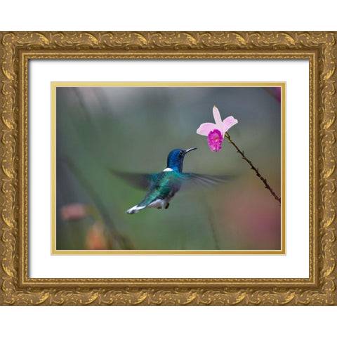 White Necked Hummingbird at Bamboo Orchid Gold Ornate Wood Framed Art Print with Double Matting by Fitzharris, Tim