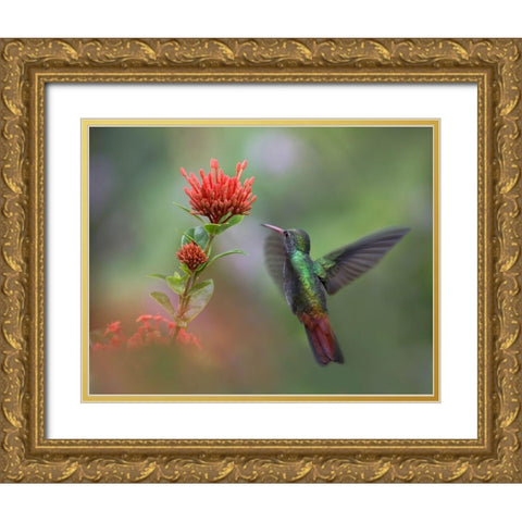 Rufous Tailed Hummingbird Gold Ornate Wood Framed Art Print with Double Matting by Fitzharris, Tim