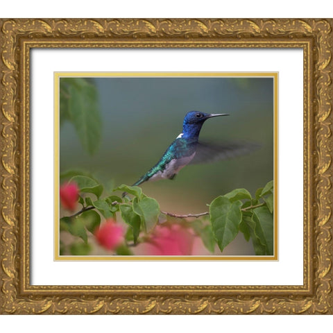 White Necked Jacobin Hummingbird Gold Ornate Wood Framed Art Print with Double Matting by Fitzharris, Tim