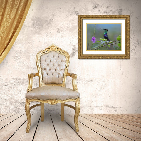 Crowned Woodnymph Hummingbird Gold Ornate Wood Framed Art Print with Double Matting by Fitzharris, Tim