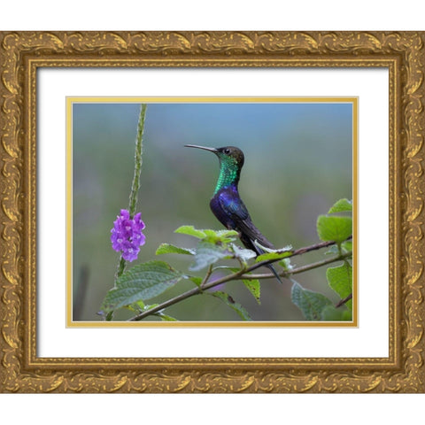 Crowned Woodnymph Hummingbird Gold Ornate Wood Framed Art Print with Double Matting by Fitzharris, Tim