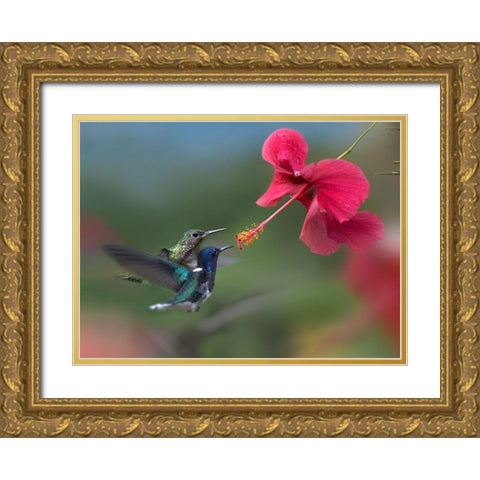 White Necked Jacobin Hummingbirds at Hibiscus Gold Ornate Wood Framed Art Print with Double Matting by Fitzharris, Tim