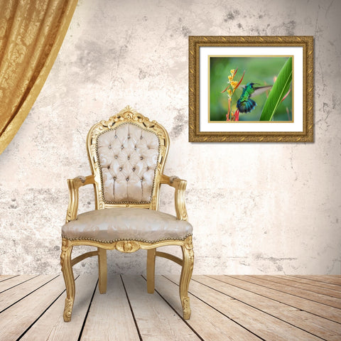 Green Violet T-Ear Hummingbird Gold Ornate Wood Framed Art Print with Double Matting by Fitzharris, Tim