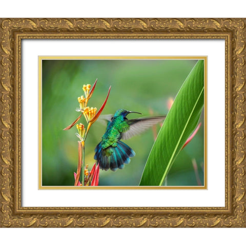 Green Violet T-Ear Hummingbird Gold Ornate Wood Framed Art Print with Double Matting by Fitzharris, Tim