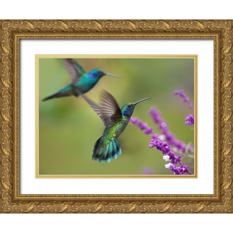 Green Violet T-Ear Hummingbird Gold Ornate Wood Framed Art Print with Double Matting by Fitzharris, Tim