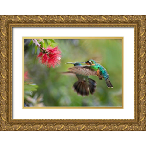 Gray Tailed Mountain Gem Female and Green Violet-Ear Hummingbird Gold Ornate Wood Framed Art Print with Double Matting by Fitzharris, Tim