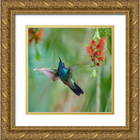 Green Violet T-Ear Hummingbird Gold Ornate Wood Framed Art Print with Double Matting by Fitzharris, Tim