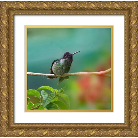 Magnificent Hummingbird Gold Ornate Wood Framed Art Print with Double Matting by Fitzharris, Tim