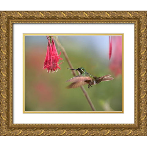 Gray Tailed Mountain Gem Hummingbird Gold Ornate Wood Framed Art Print with Double Matting by Fitzharris, Tim