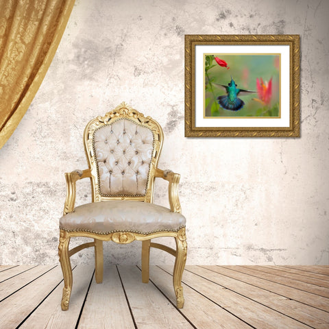 Green Violet-Ear Hummingbird Gold Ornate Wood Framed Art Print with Double Matting by Fitzharris, Tim
