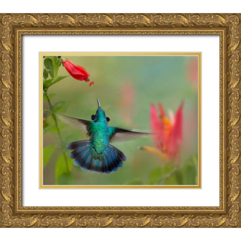 Green Violet-Ear Hummingbird Gold Ornate Wood Framed Art Print with Double Matting by Fitzharris, Tim