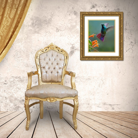 Green Breasted Mango Hummingbird at Flame Vine Gold Ornate Wood Framed Art Print with Double Matting by Fitzharris, Tim