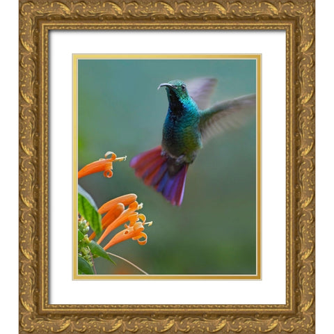 Green Breasted Mango Hummingbird at Flame Vine Gold Ornate Wood Framed Art Print with Double Matting by Fitzharris, Tim