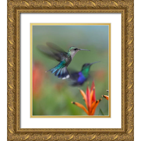 Crowned Wood Nymph Hummingbirds Gold Ornate Wood Framed Art Print with Double Matting by Fitzharris, Tim