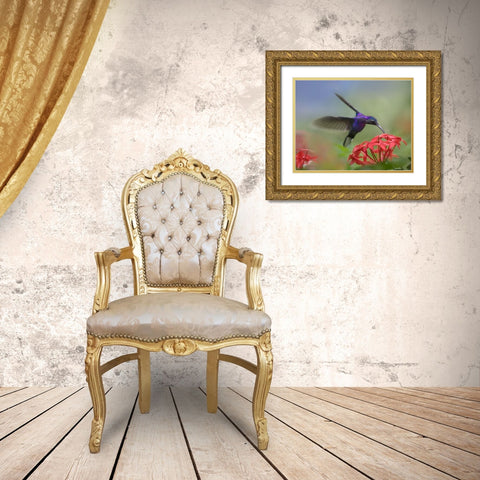 Violet Sabrewing Hummingbird Gold Ornate Wood Framed Art Print with Double Matting by Fitzharris, Tim