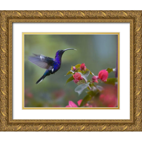 Violet Sabrewing Hummingbird Gold Ornate Wood Framed Art Print with Double Matting by Fitzharris, Tim