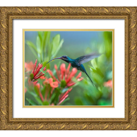 Green Hermit Hummingbird Gold Ornate Wood Framed Art Print with Double Matting by Fitzharris, Tim