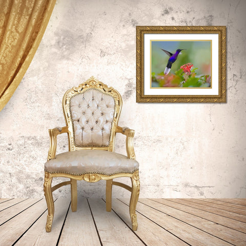 Violet Sabrewing Hummingbird Gold Ornate Wood Framed Art Print with Double Matting by Fitzharris, Tim