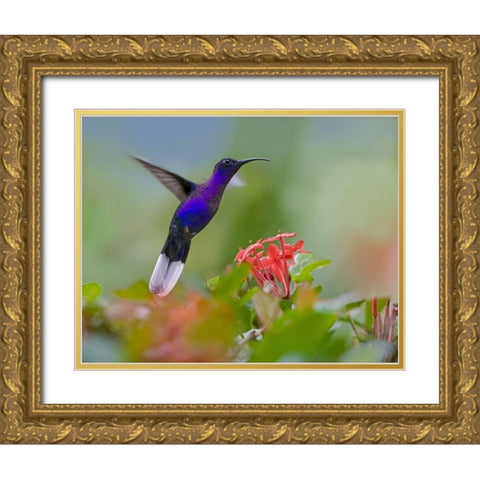 Violet Sabrewing Hummingbird Gold Ornate Wood Framed Art Print with Double Matting by Fitzharris, Tim