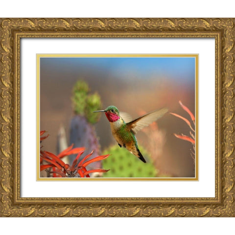 Broad Tailed Hummingbird Gold Ornate Wood Framed Art Print with Double Matting by Fitzharris, Tim