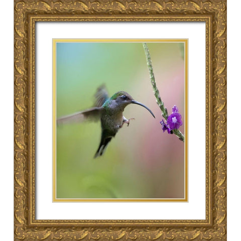 Violet Sabrewing Hummingbird Female Gold Ornate Wood Framed Art Print with Double Matting by Fitzharris, Tim