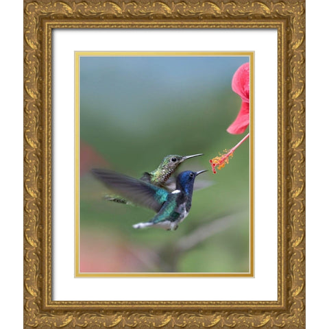 White Necked Jacobin Hummingbirds at Hibiscus Gold Ornate Wood Framed Art Print with Double Matting by Fitzharris, Tim