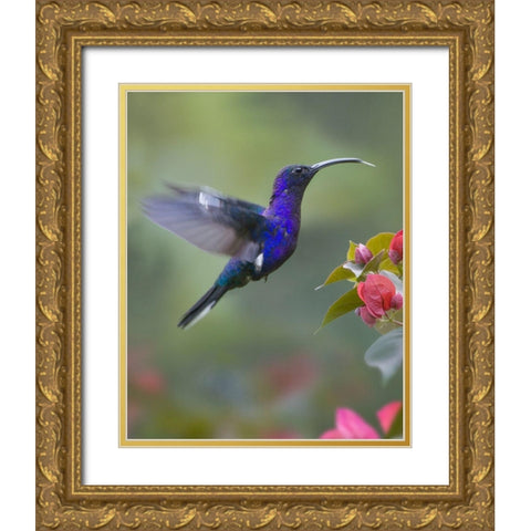 Violet Sabrewing Hummingbird Gold Ornate Wood Framed Art Print with Double Matting by Fitzharris, Tim