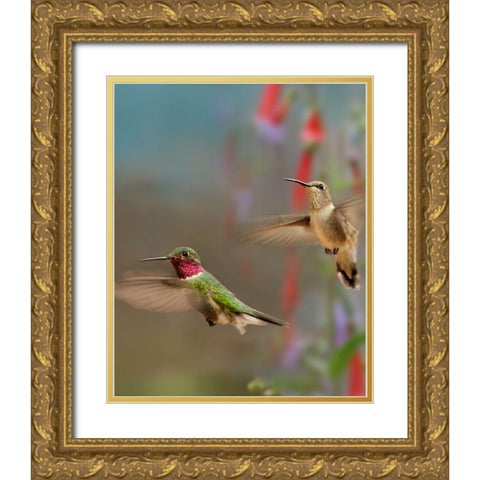 Broad Tailed Hummingbirds Gold Ornate Wood Framed Art Print with Double Matting by Fitzharris, Tim