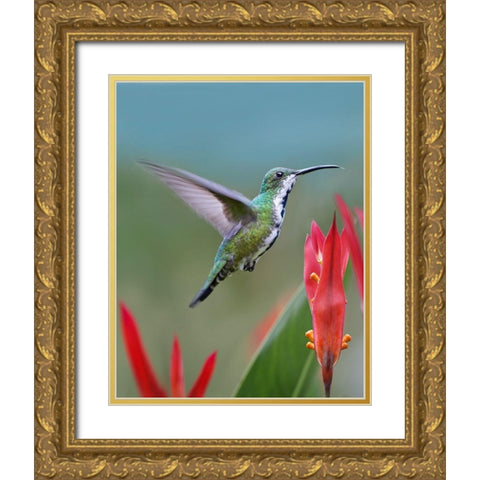 Green Breasted Mango Hummingbird Gold Ornate Wood Framed Art Print with Double Matting by Fitzharris, Tim