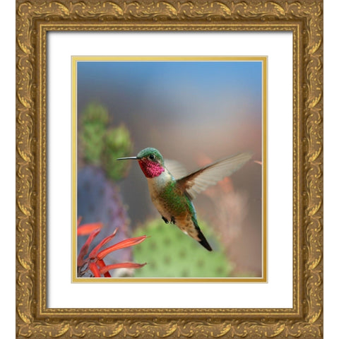 Broad Tailed Hummingbird Gold Ornate Wood Framed Art Print with Double Matting by Fitzharris, Tim