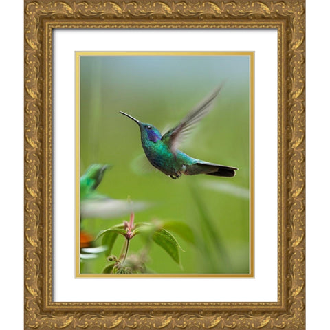 Green Violet Ear and Green Breasted Mango Hummingbirds Gold Ornate Wood Framed Art Print with Double Matting by Fitzharris, Tim