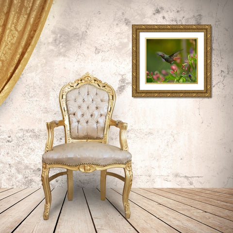 Rufous Tailed Hummingbird Gold Ornate Wood Framed Art Print with Double Matting by Fitzharris, Tim