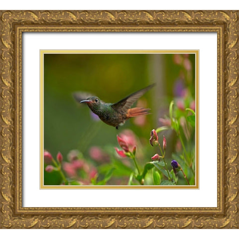 Rufous Tailed Hummingbird Gold Ornate Wood Framed Art Print with Double Matting by Fitzharris, Tim