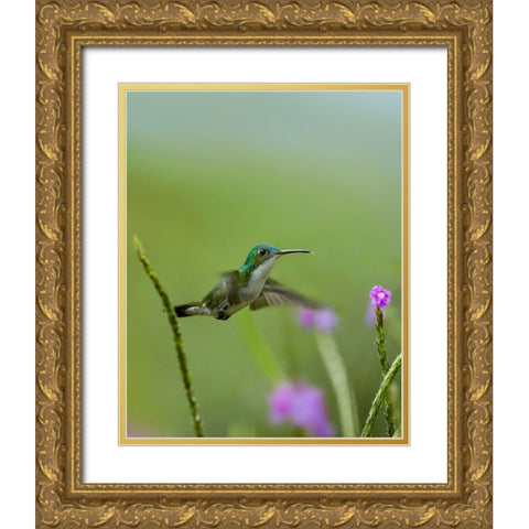 Andean Emerald Hummingbird Gold Ornate Wood Framed Art Print with Double Matting by Fitzharris, Tim