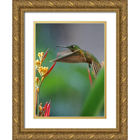 Fawn Breasted Brilliant Hummingbird Gold Ornate Wood Framed Art Print with Double Matting by Fitzharris, Tim