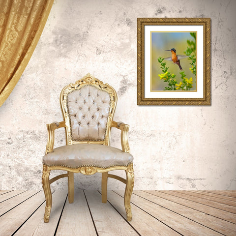 Gray Tailed Mountain Gem Hummingbird Gold Ornate Wood Framed Art Print with Double Matting by Fitzharris, Tim