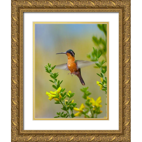 Gray Tailed Mountain Gem Hummingbird Gold Ornate Wood Framed Art Print with Double Matting by Fitzharris, Tim