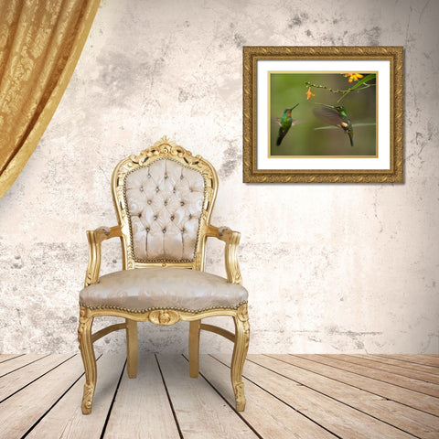 Buff Winged Starfrongtlet Hummingbirds Gold Ornate Wood Framed Art Print with Double Matting by Fitzharris, Tim
