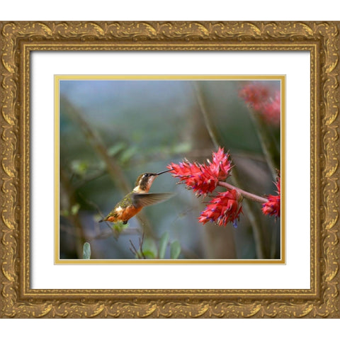 Purple Throated Woodstar Hummingbird Gold Ornate Wood Framed Art Print with Double Matting by Fitzharris, Tim