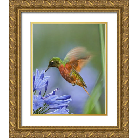 Chestnut Breasted Coronet Hummingbirds Gold Ornate Wood Framed Art Print with Double Matting by Fitzharris, Tim
